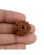 10 Mukhi Rudraksha (Nepal) 23.32 MM
