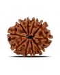 10 Mukhi Rudraksha (Nepal) 22.78 MM