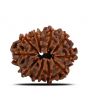 10 Mukhi Rudraksha (Nepal) 24.35 MM