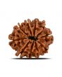10 Mukhi Rudraksha (Nepal) 21.3 MM