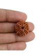 10 Mukhi Rudraksha (Nepal) 21.3 MM