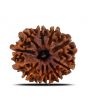 10 Mukhi Rudraksha (Nepal) 22.08 MM