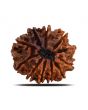 10 Mukhi Rudraksha (Nepal) 22.08 MM