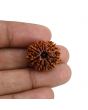 10 Mukhi Rudraksha (Nepal) 22.08 MM