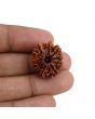 10 Mukhi Rudraksha (Nepal) 22.08 MM