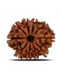 10 Mukhi Rudraksha (Nepal) 22.28 MM