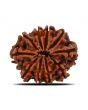 10 Mukhi Rudraksha (Nepal) 22.28 MM