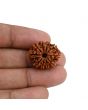 10 Mukhi Rudraksha (Nepal) 22.28 MM