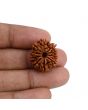 10 Mukhi Rudraksha (Nepal) 22.28 MM