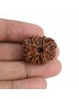 10 Mukhi Rudraksha (Nepal) 25.13 MM