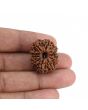 10 Mukhi Rudraksha (Nepal) 25.13 MM