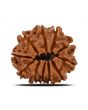 11 Mukhi Rudraksha (Nepal) 20.82 MM