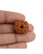 11 Mukhi Rudraksha (Nepal) 20.82 MM