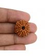 11 Mukhi Rudraksha (Nepal) 20.82 MM