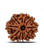 11 Mukhi Rudraksha (Nepal) 22.75 MM