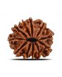 11 Mukhi Rudraksha (Nepal) 22.75 MM