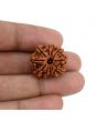 11 Mukhi Rudraksha (Nepal) 22.75 MM