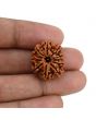 11 Mukhi Rudraksha (Nepal) 22.75 MM