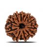 11 Mukhi Rudraksha (Nepal) 20.45 MM