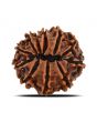 11 Mukhi Rudraksha (Nepal) 20.45 MM