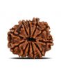 11 Mukhi Rudraksha (Nepal) 22.58 MM