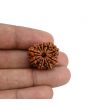 11 Mukhi Rudraksha (Nepal) 22.58 MM