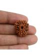 11 Mukhi Rudraksha (Nepal) 22.58 MM