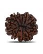 11 Mukhi Rudraksha (Nepal) 23.8 MM