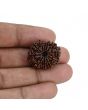11 Mukhi Rudraksha (Nepal) 23.8 MM