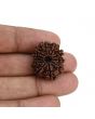 11 Mukhi Rudraksha (Nepal) 23.8 MM