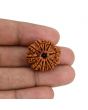 11 Mukhi Rudraksha (Nepal) 23.53 MM