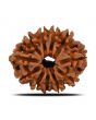 11 Mukhi Rudraksha (Nepal) 22.42 MM