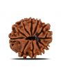 11 Mukhi Rudraksha (Nepal) 22.37 MM