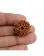 11 Mukhi Rudraksha (Nepal) 22.37 MM