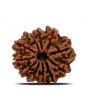 11 Mukhi Rudraksha (Nepal) 22.69 MM