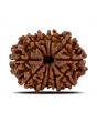 11 Mukhi Rudraksha (Nepal) 23.28 MM