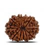 11 Mukhi Rudraksha (Nepal) 23.28 MM