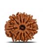 11 Mukhi Rudraksha (Nepal) 22.25 MM