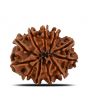 11 Mukhi Rudraksha (Nepal) 21.68 MM