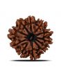 11 Mukhi Rudraksha (Nepal) 20.9 MM