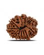 11 Mukhi Rudraksha (Nepal) 22.51 MM