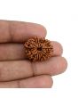11 Mukhi Rudraksha (Nepal) 22.51 MM