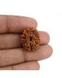 11 Mukhi Rudraksha (Nepal) 22.51 MM