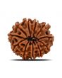 11 Mukhi Rudraksha (Nepal) 21.55 MM