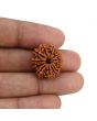 11 Mukhi Rudraksha (Nepal) 21.55 MM