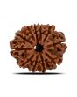 11 Mukhi Rudraksha (Nepal) 22.13 MM