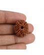 11 Mukhi Rudraksha (Nepal) 22.13 MM