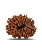 11 Mukhi Rudraksha (Nepal) 23.78 MM