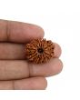 11 Mukhi Rudraksha (Nepal) 23.78 MM