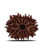 11 Mukhi Rudraksha (Nepal) 24.51 MM